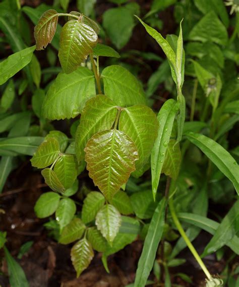 Poison Ivy Free Stock Photo - Public Domain Pictures