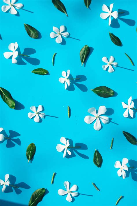 Download Cute Floral Blue And White Wallpaper | Wallpapers.com