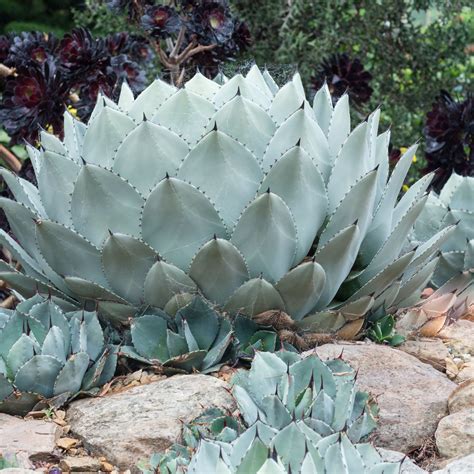 Agave Parryi Parry's J.C. Raulston - Eureka Farms