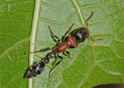 Insect Pests