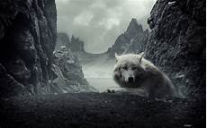 Cool Wolf Wallpapers by Cool Wolf Backgrounds Wallpaper Cave Cool Wolf Wallpapers