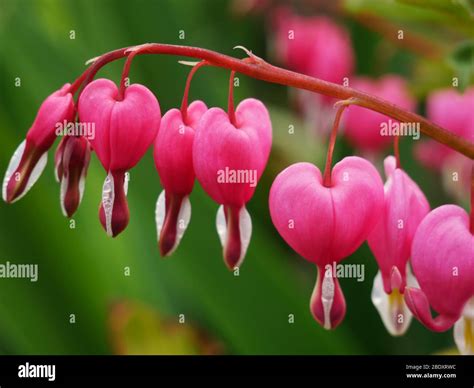 Heart Shaped Flowers High Resolution Stock Photography and Images - Alamy