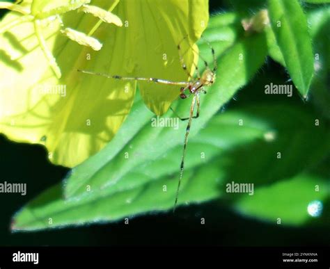Comb-footed Spiders (Theridiidae Stock Photo - Alamy