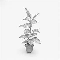 Image result for Burgundy Ficus Plant Care