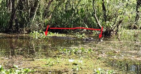 DRAGON LADY AIRBOATS (2026) All You Need to Know BEFORE You Go (with ...