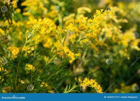 Canada Goldenrod, Rag Weed, Ragweed, Golden Rod or Solidago Canadensis ...
