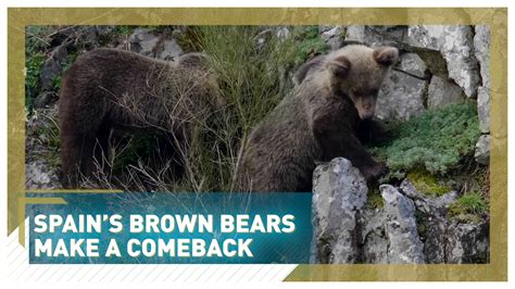 Why Spain's brown bears, once nearly extinct, are making a comeback - CGTN