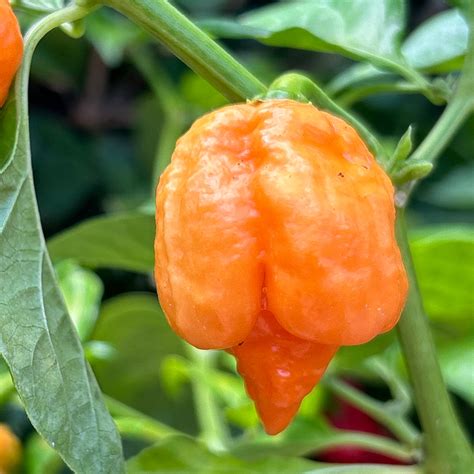 Orange Trinidad Scorpion Butch T Pepper Seeds | Tyler Farms