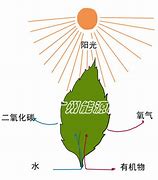 光合作用 的图像结果