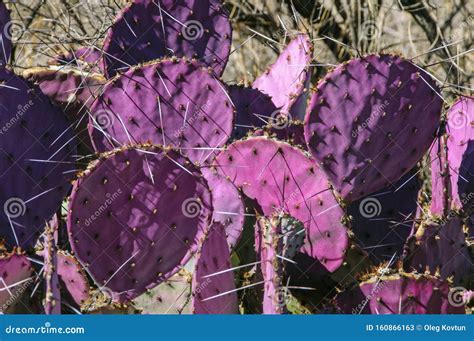 Opuntia Macrocentra, Purple Prickly Pear Cactus Stock Image - Image of ...