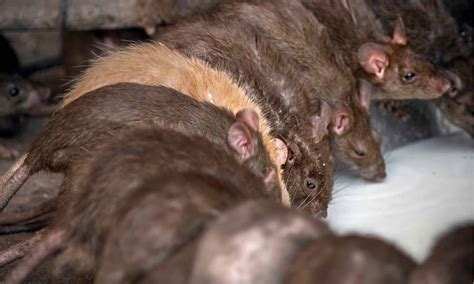 Can Rats Have Rabies: What To Do If Bitten By One - A-Z Animals