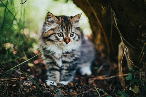 Can Cats Eat Turkey ? - 2025