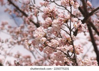 Image result for Measurement and Data Math Example