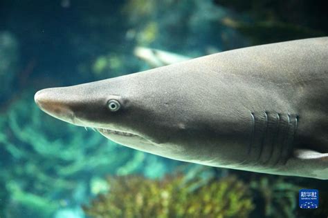 虎鲨如何平衡生态系统 为气候带来好处 - BBC News 中文
