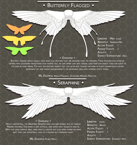 Types Of Wings Drawing at Latoya Zell blog