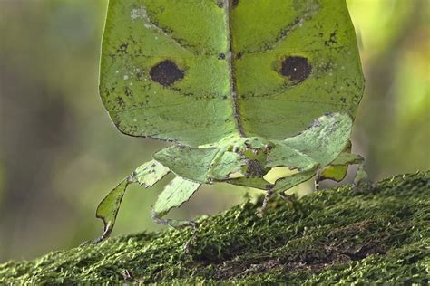 Image result for Alien Bug Queen Hive