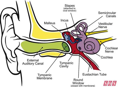 Image result for How the Ear Works