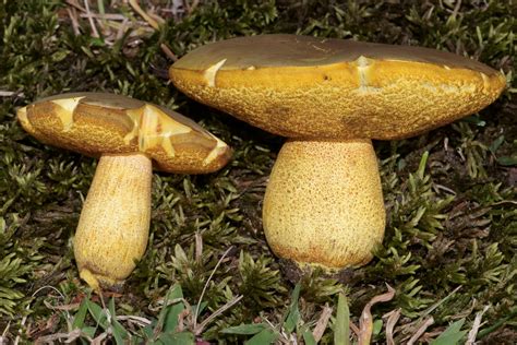 Xerocomus morrisii (“Red Speckled Bolete”) | The Bolete Filter