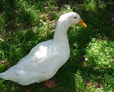 Image result for Duck in a Bunny Onesie