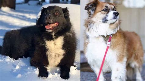 Lab Border Collie Mix Dogs