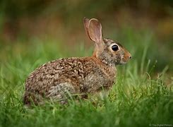 Image result for Cottontail Rabbit Colors