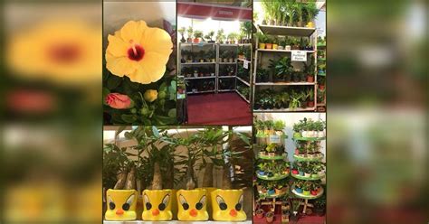 Gift Plants & Spread Happiness: Shop Customisable Pots, Plants & More ...