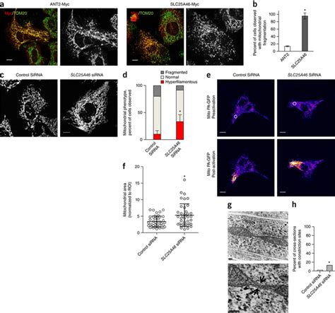 Slc46 Structure 的图像结果