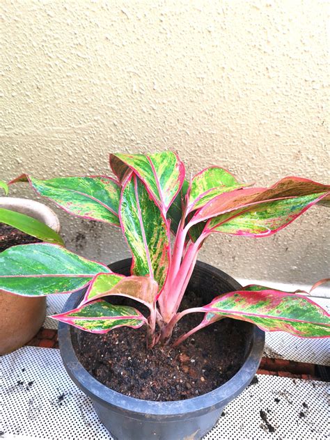 Aglaonema Red, aka Chinese Evergreen, Furniture & Home Living ...