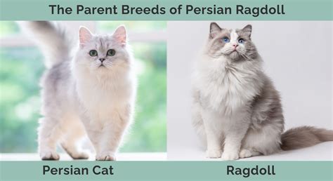 Persian Ragdoll Cat Mix - Info, Pictures, Temperament & Traits | Hepper