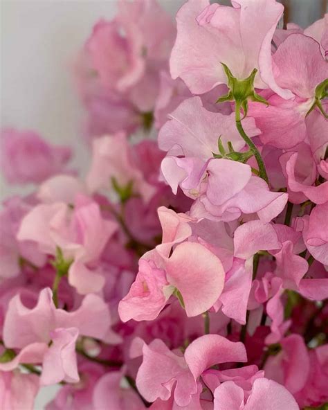 Watch April Flowers Exclusive Videos