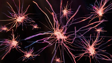 Image result for Neuroplasticity Exercises