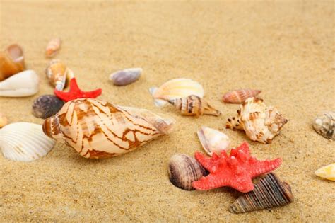 Seashells 的图像结果