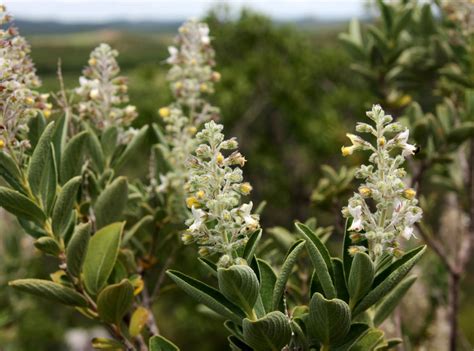 Eriope hypoleuca (Benth.) Harley | Plants of the World Online | Kew Science