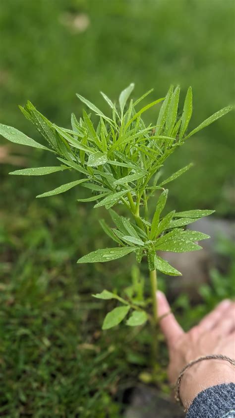Horse weed or no ?? : r/whatisthisplant