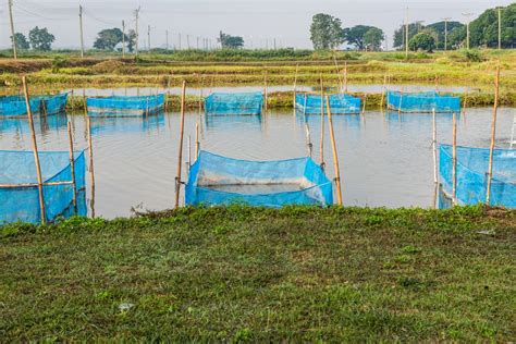Fish Farming Methods 的图像结果
