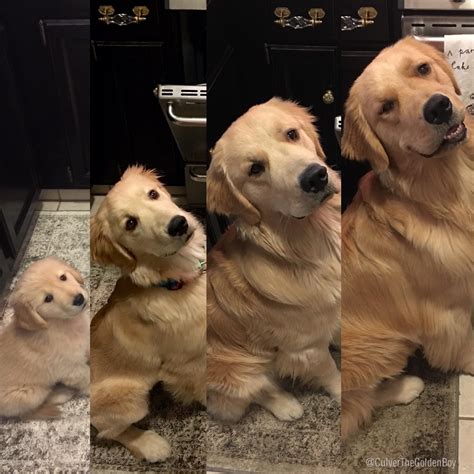 2 month old puppy -> 2 year old doggo : r/pics
