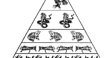 Image result for Ecological Pyramids Explained