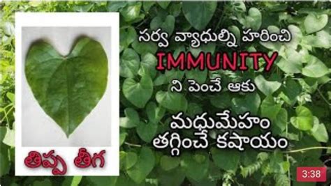 తిప్పతీగ ఉపయోగాలు - Tippa Teega - Health Tips Telugu - MegaMinds - MEGA ...