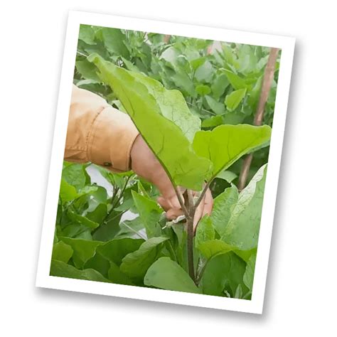 Agriplast Insect Net - Protect Your Crops from Pests & Boost Yield