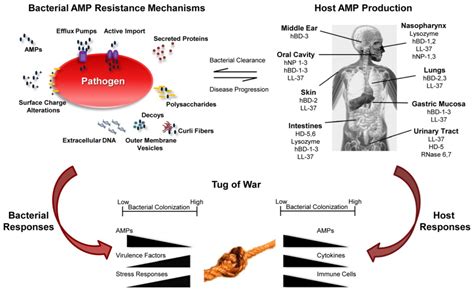 Host Antimicrobial Peptides in Bacterial Homeostasis and Pathogenesis ...