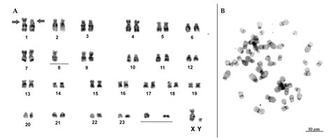 Karyotypical Confirmation of Natural Hybridization between Two Manatee ...