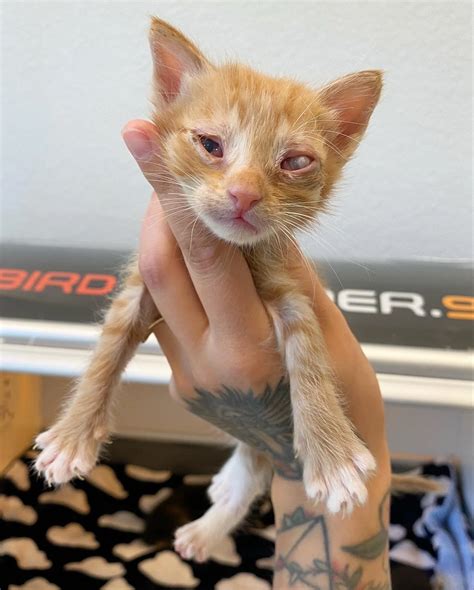 Helping Kittens with Eye Infections — Kitten Lady