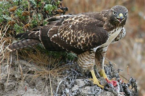 Image result for Hawk Traits