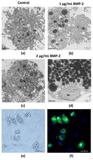 BMP-2 Long-Term Stimulation of Human Pre-Osteoblasts Induces Osteogenic ...