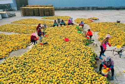 安徽滁州：科技特派员下乡助农-人民图片网