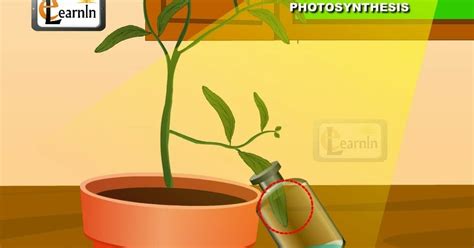 NIOS Home Science Practical 的图像结果