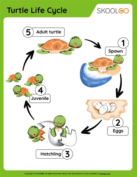 Turtle Life Cycle