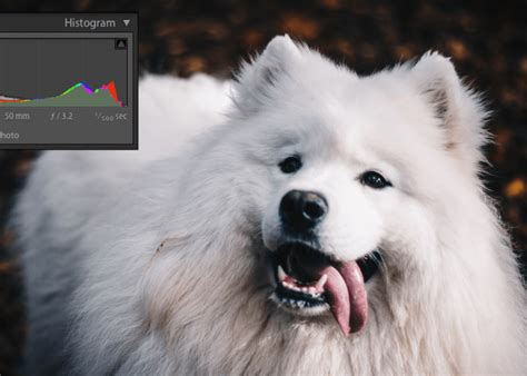 Image result for Histogram Equalization in Python