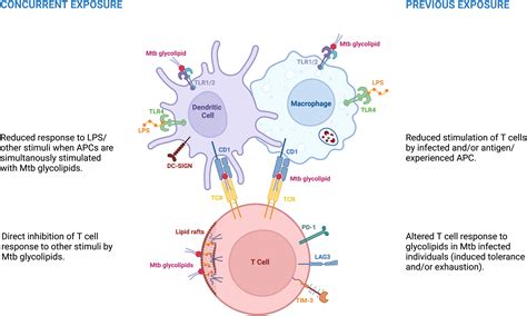 Frontiers | Immunological hyporesponsiveness in tuberculosis: The role ...