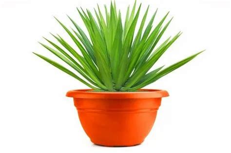 Round Planter - TANCY POT 50.8 CM (20 INCH) Manufacturer from New Delhi
